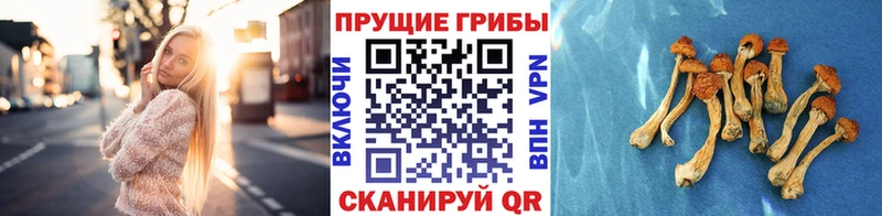 Галлюциногенные грибы Magic Shrooms  Данков 